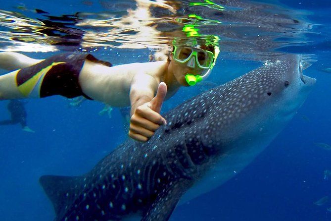 Budgeted: Bohol to Oslob Cebu Whale Shark Experience - Key Points