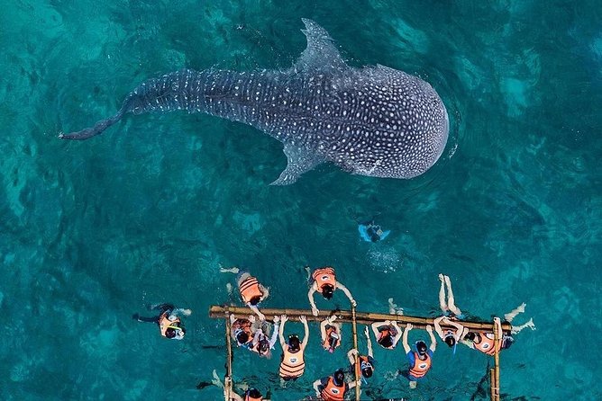 Budgeted Bohol Whale Shark - Key Points