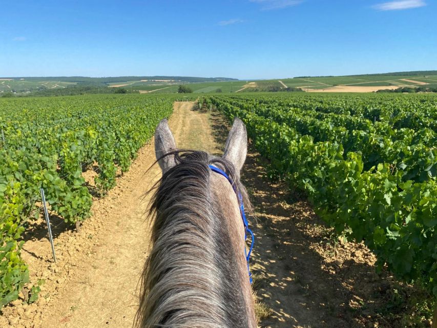 Burgundy : Horse Riding Tour in Chablis - Key Points