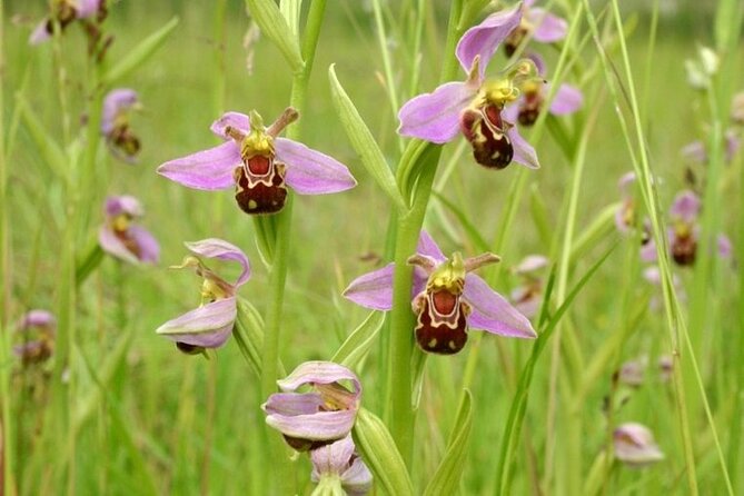 Butterflies and Orchids of the North Downs - Key Points
