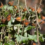 butterfly monarch tour from mexico city Butterfly Monarch Tour From Mexico City
