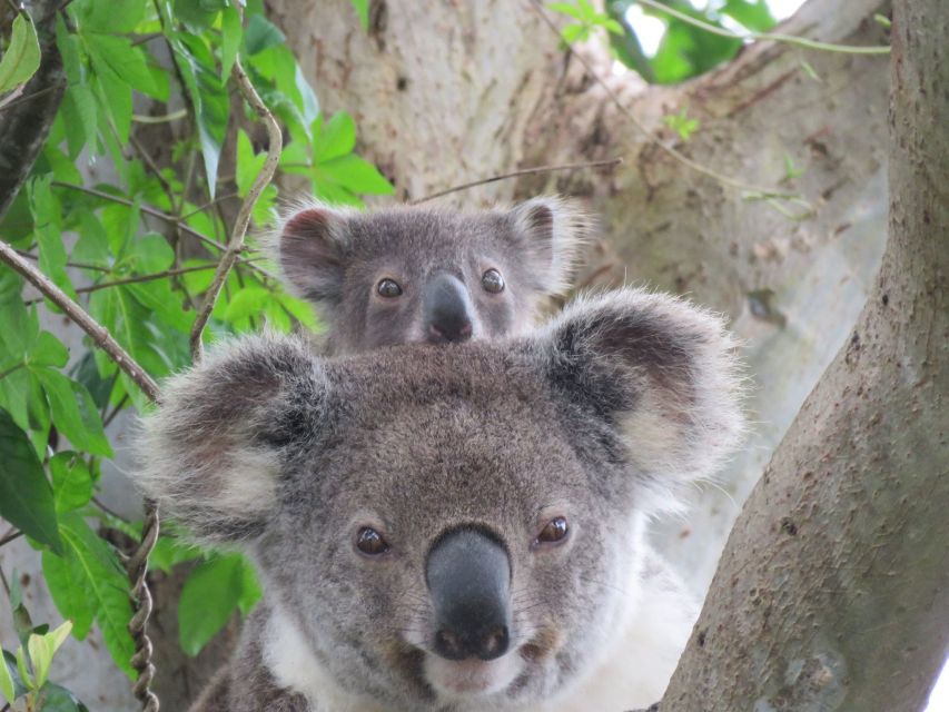 Byron Bay: Full-Day Wildlife Safari - Key Points