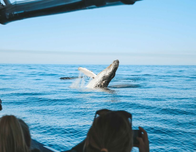 byron bay whale watching cruise with a marine biologist Byron Bay: Whale Watching Cruise With a Marine Biologist