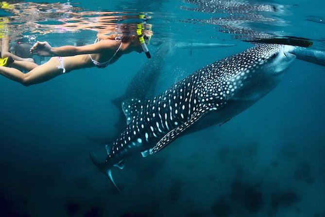 Cabo San Lucas to La Paz Whale Shark Full-Day Snorkeling Trip - Key Points