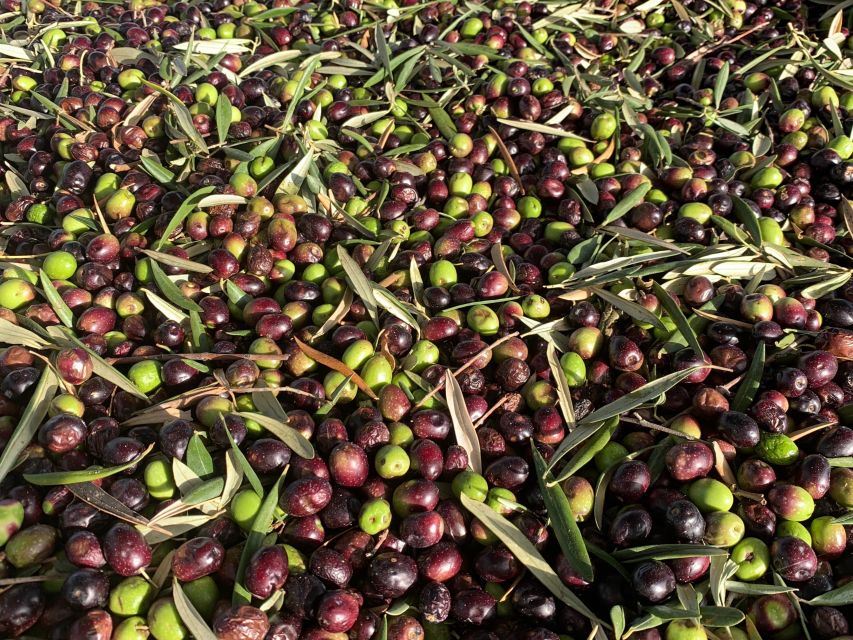 Cadiz: Countryside Olive Oil & Wine Tasting - Key Points