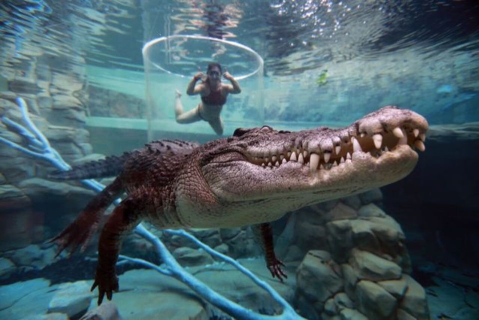 Cage Of Death Crocodile Swim and Entry to Crocosaurus Cove - Key Points
