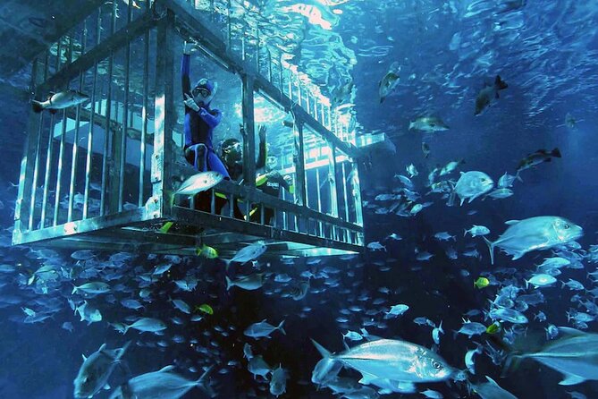 Cage Snorkeling Dubai Mall Aquarium - Key Points
