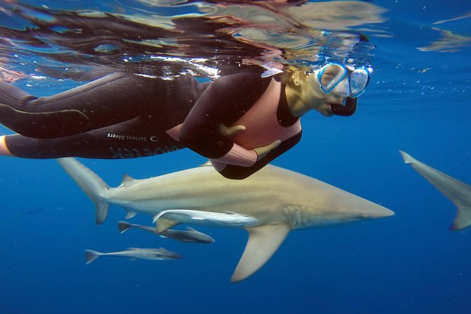 Caged and Cageless Shark Snorkelling on Durbans Aliwal Shoal - Key Points