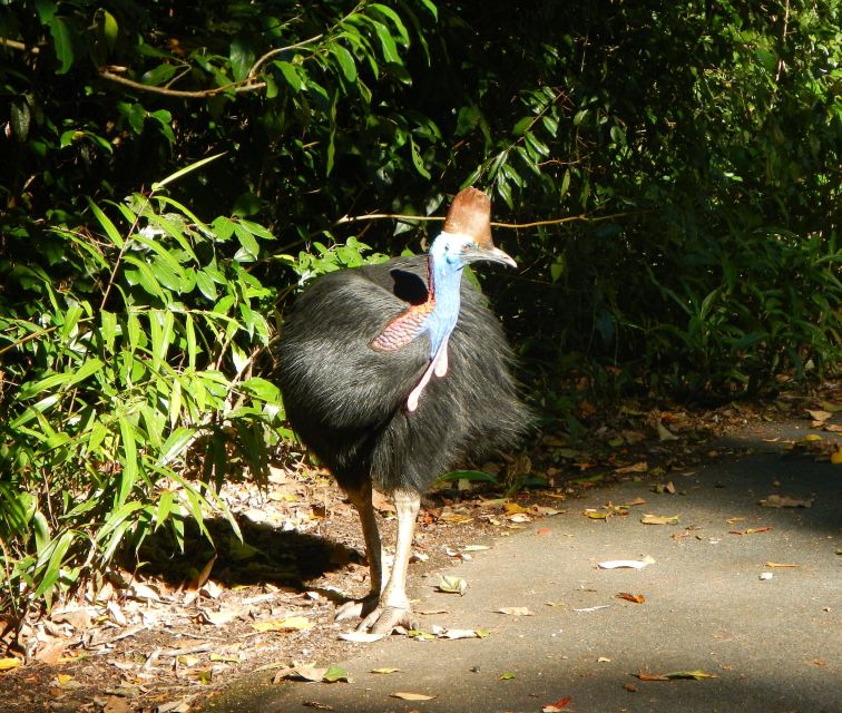 Cairns: Cape Tribulation, Beaches, Crocs & Swimming Day Tour - Key Points