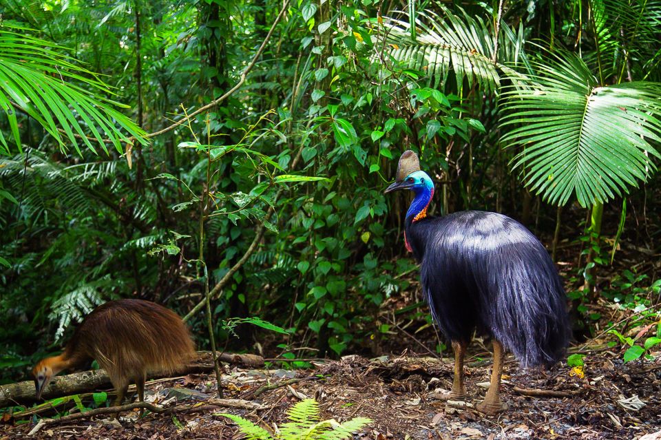 Cairns: Daintree and Mossman Gorge Tour With Cruise Option - Key Points