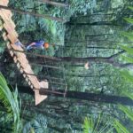 cairns daintree rainforest canopy ziplining tour Cairns: Daintree Rainforest Canopy Ziplining Tour