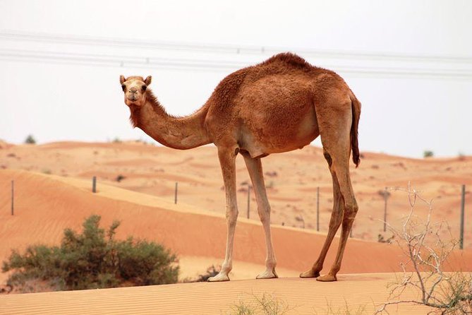 Camel Farm Visit - Dubai UAE - Key Points