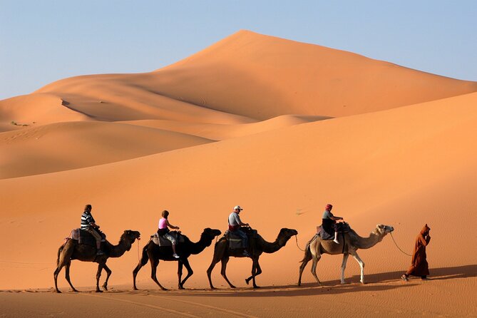 Camel Trekking in Abu Dhabi With Shared Transfer, Fun and More - Key Points
