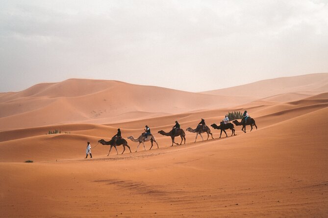 Camel Trekking in Open Red Dunes Desert - Key Points