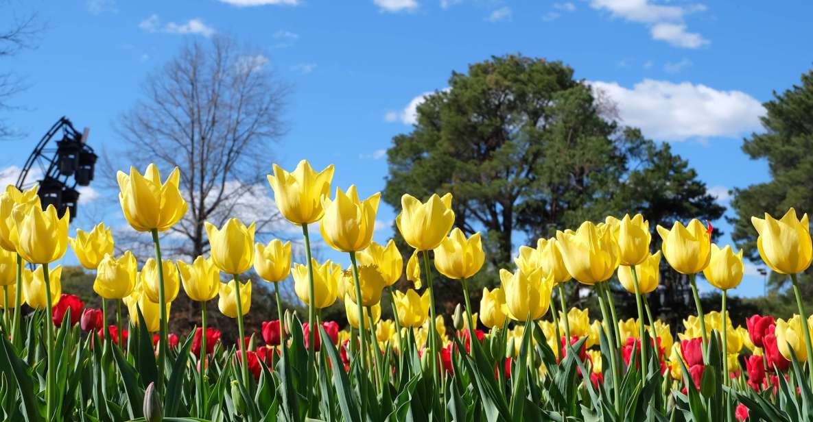 Canberra: Guided Tour of Floriade Festival With Transfers - Key Points