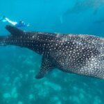 canyoneering with whale shark encounter Canyoneering With Whale Shark Encounter