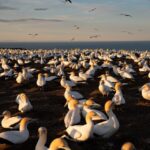 cape kidnappers gannet colony exclusive sunrise tour Cape Kidnappers: Gannet Colony Exclusive Sunrise Tour