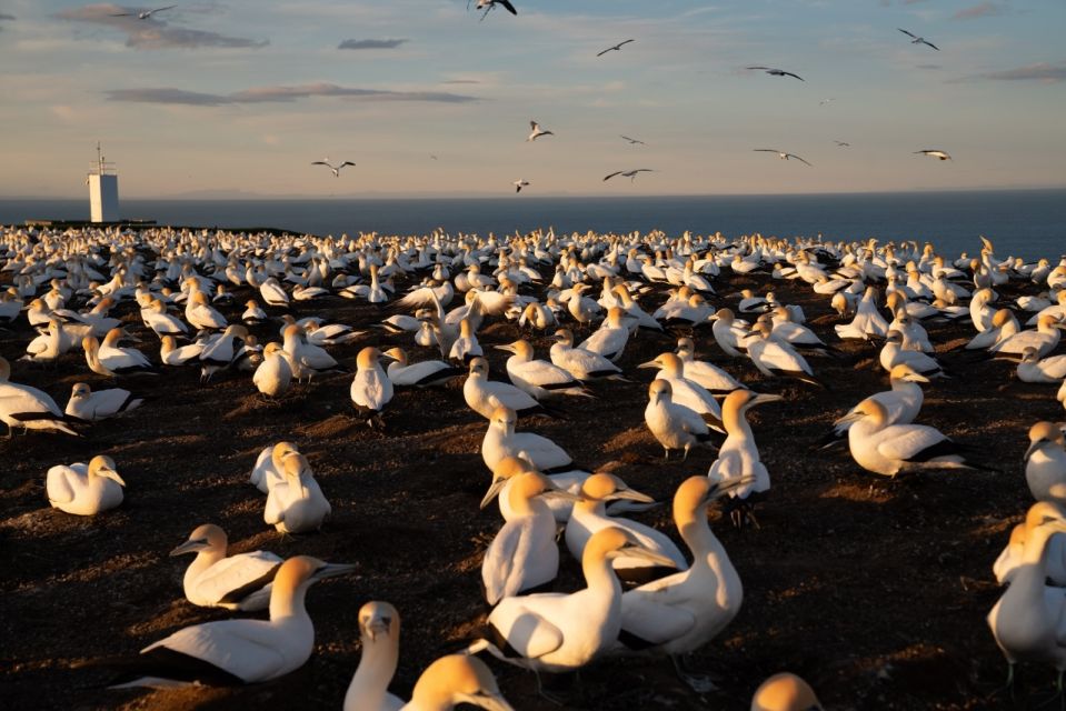 Cape Kidnappers: Gannet Colony Exclusive Sunrise Tour - Key Points