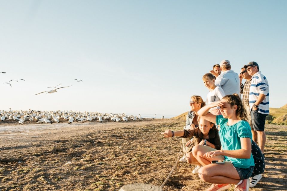 Cape Kidnappers Gannet Colony Private Tour - Key Points