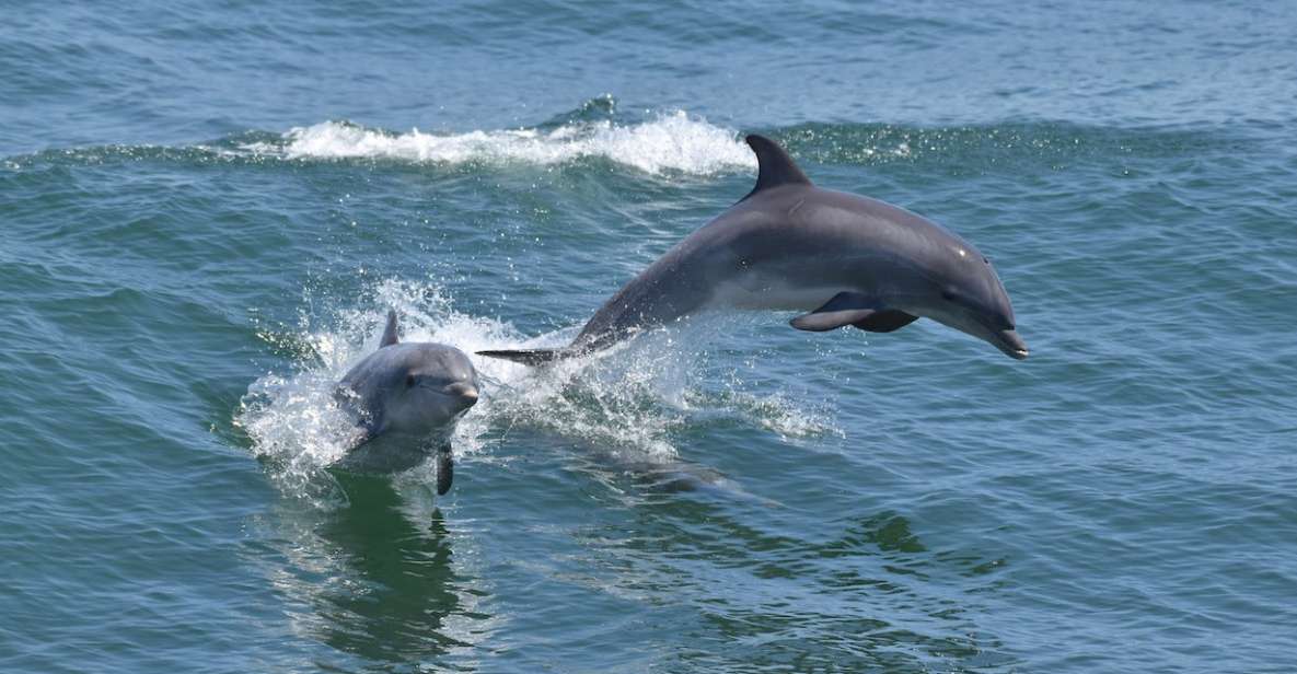 Cape May: Dolphin and Bird Watching Cruise - Key Points