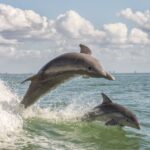 cape may weekend whale and dolphin watching cruise Cape May: Weekend Whale and Dolphin Watching Cruise