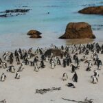 cape of good hope and penguins full day small group tour from cape town Cape of Good Hope and Penguins Full Day Small Group Tour From Cape Town