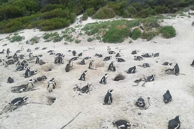 Cape of Goodhope Tour a Full Day Exploring the Cape Peninsula - Tour Highlights