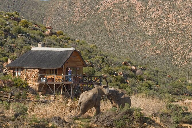 Cape Town Big 5 Animals Guided Safari Tour to Aquila Reserve - Key Points