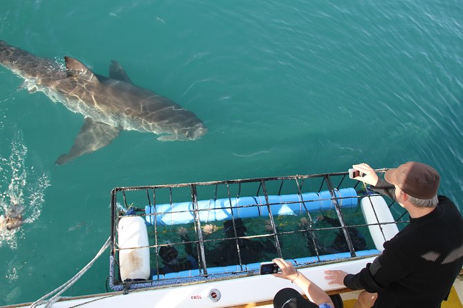 Cape Town Shark Cage Diving in Gaansbaai With Transfers  - Western Cape - Key Points