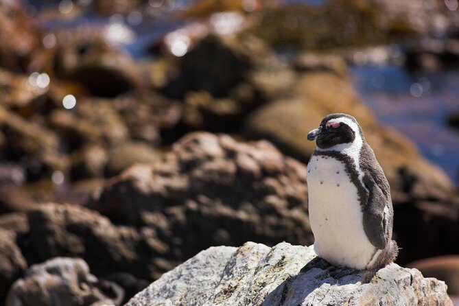 Cape Town: Whale-Watching Experience - Key Points