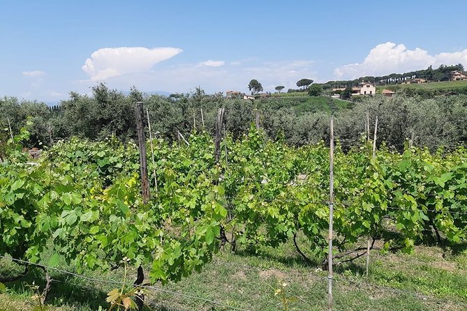 Castelli Romani Wine Tour - Key Points