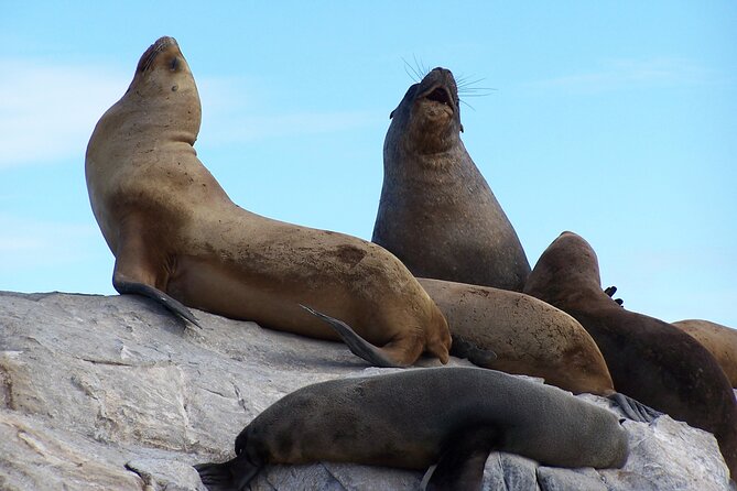 Catamaran Tour Through the Beagle Channel in Ushuaia - Tour Overview