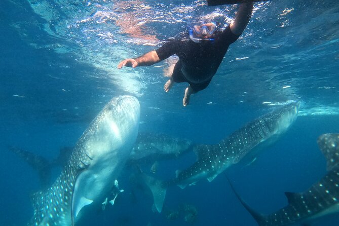 Cebu Whaleshark Journeys - Key Points