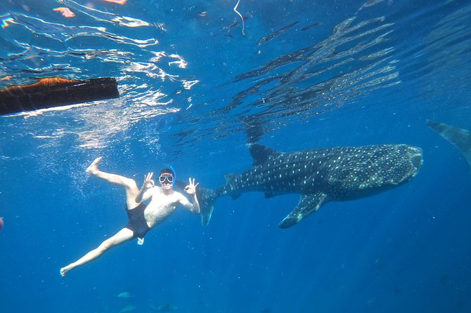 Cebu Whalesharks, Sumilon Whitesand & Kawasan Waterfalls - Key Points