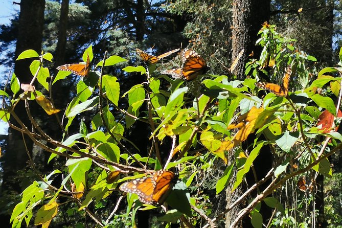 Cerro Pelon Monarch Butterfly Sanctuary. - Key Points