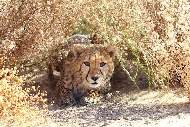 Cheetah Encounter and Cape Wine Lands Tour. - Tour Highlights