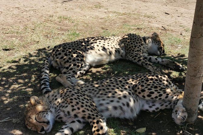 Cheetah Outreach Tour Somerset West, Gordons Bay and Strand Beaches - Key Points