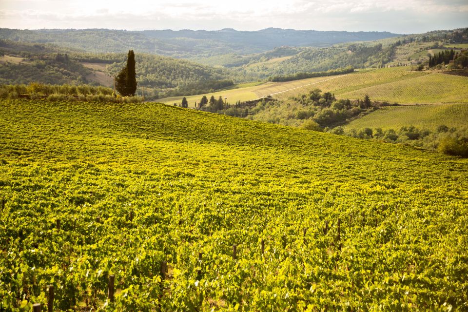 Chianti Classico and Super Tuscan Wine Tour - Key Points