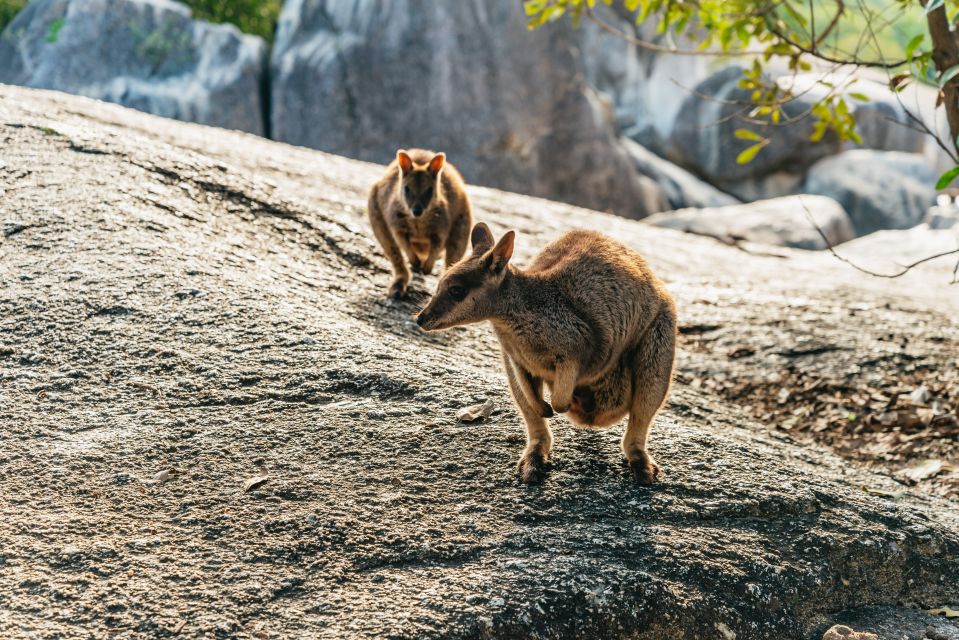 Chillagoe Caves and Outback From Cairns Full-Day Tour - Key Points