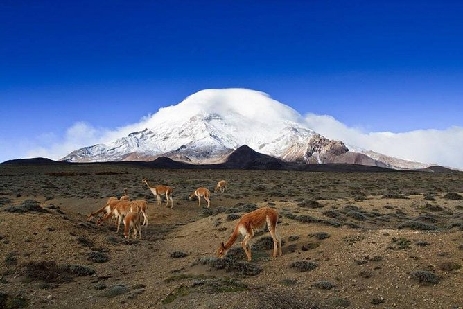 Chimborazo Tour From Quito: Hiking and Ascent to Condor Cocha All Included - Key Points
