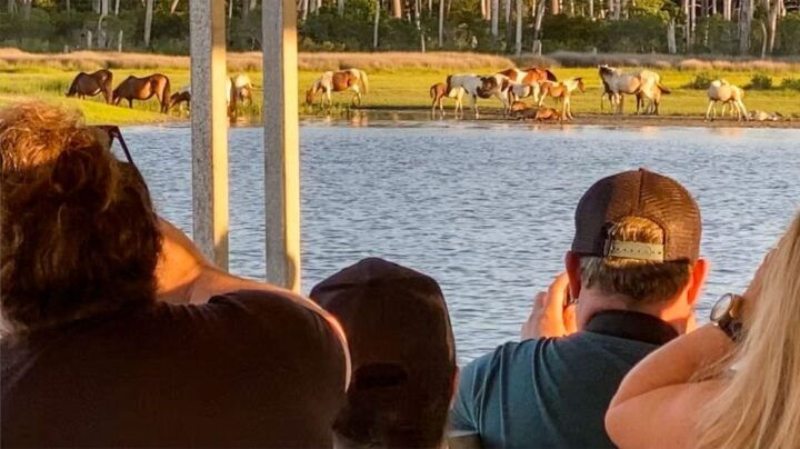 Chincoteague: Assateague Island Sunset Boat Cruise - Key Points