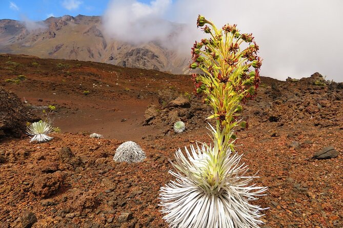 Classic Haleakala Sunrise Tour - Booking Details