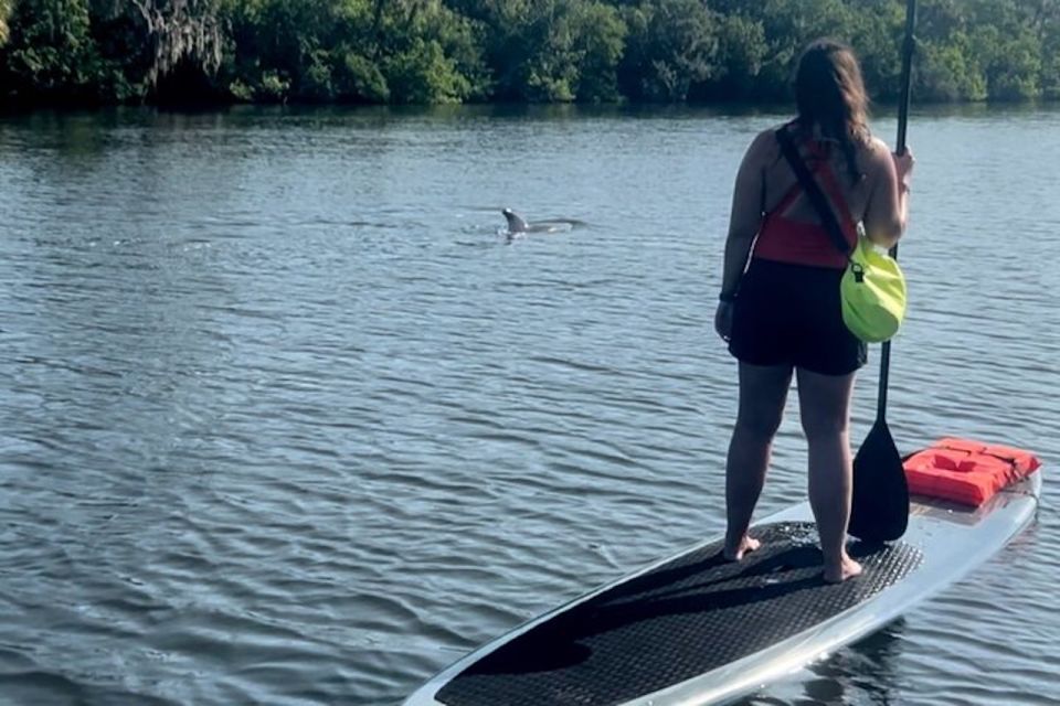 Cocoa Beach: Dolphin and Manatee Kayak or Paddle Tour - Key Points