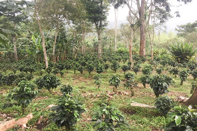 Coffee Farm Experience at Finca El Ocaso From Salento - Tour Options and Pricing