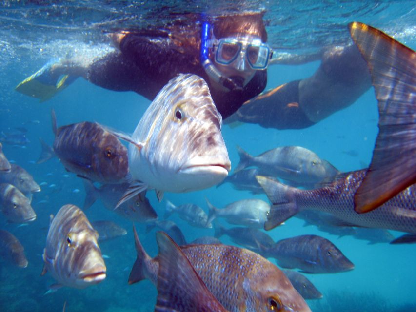 Coral Bay: 2-Hour Coral Viewing and Snorkeling - Key Points