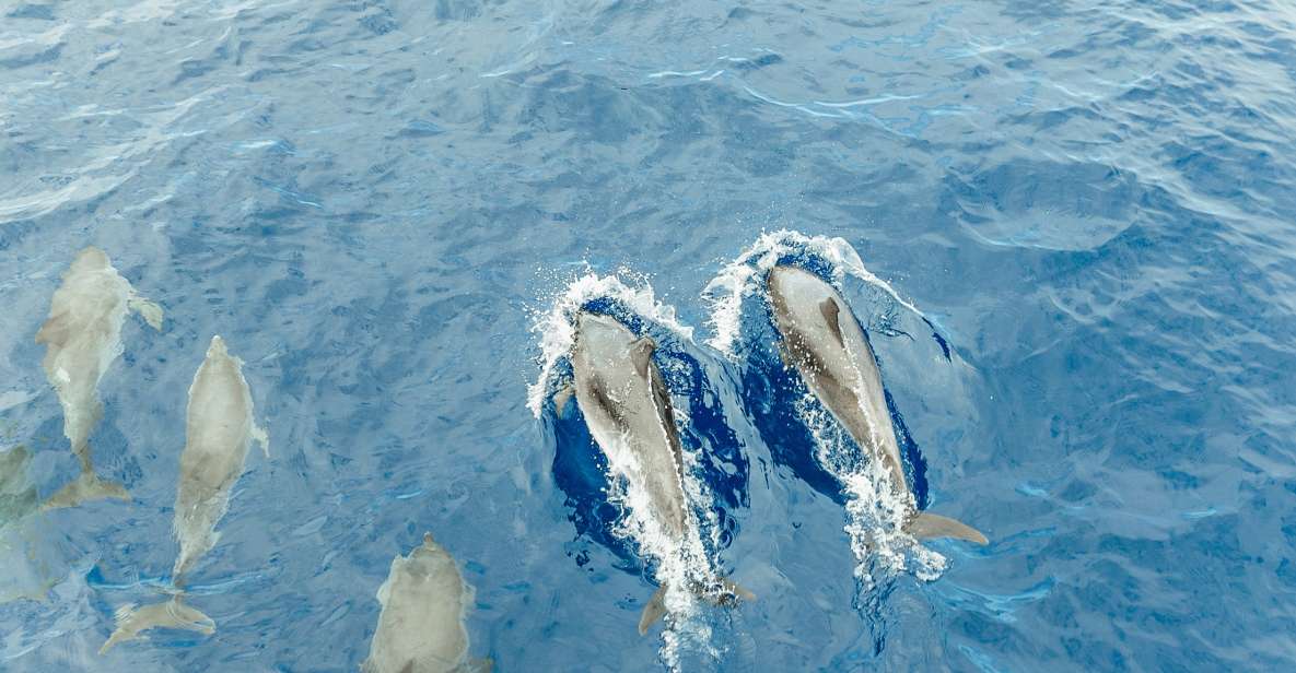 Costa Adeje: Whale & Dolphin Submarine Vision Mini Cruise - Key Points
