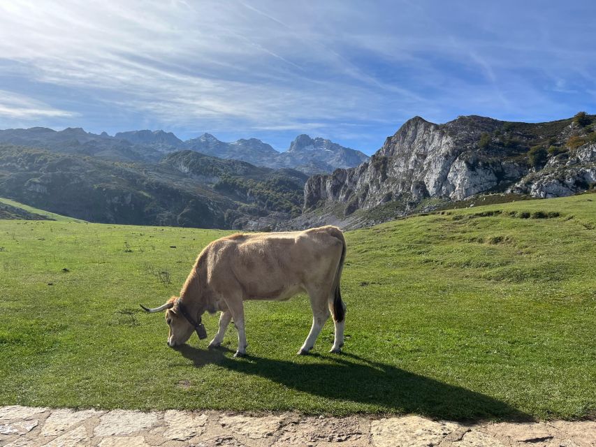 Covadonga and Lakes and Occidental Coast Private Tour - Key Points