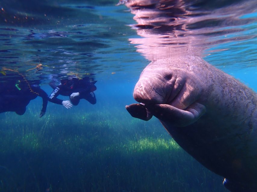 Crystal River: Manatee Swim Group Tour - Key Points