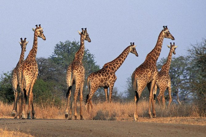 Daily Kruger National Park Safari Private Shuttle - Key Points