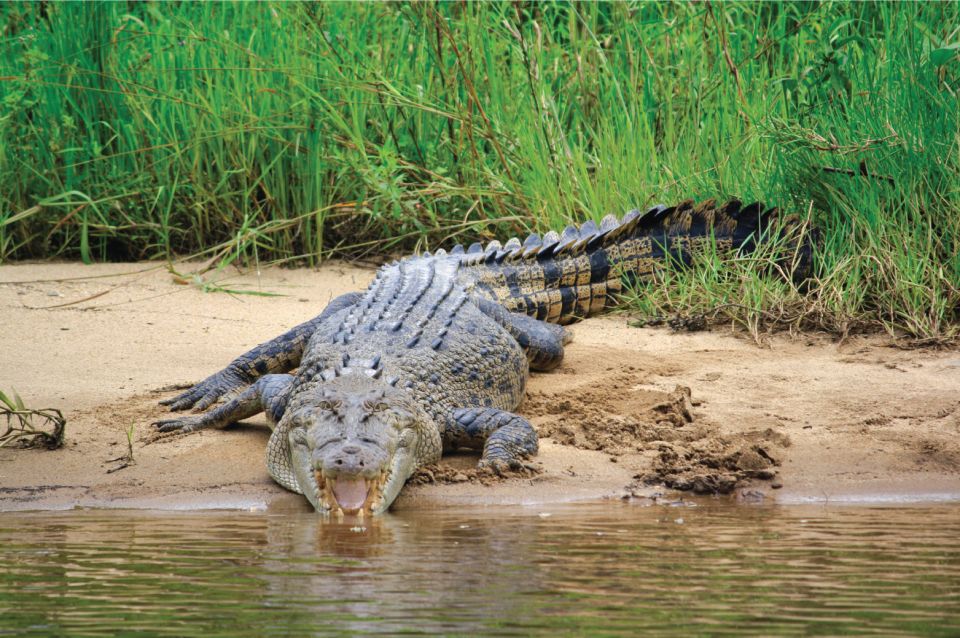 Daintree Rainforest: Crocodile & Wildlife River Cruises - Key Points